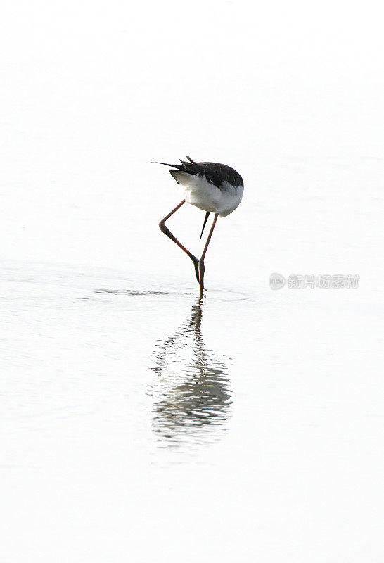 黑翅高跷(Himanthopus Himanthopus)幼